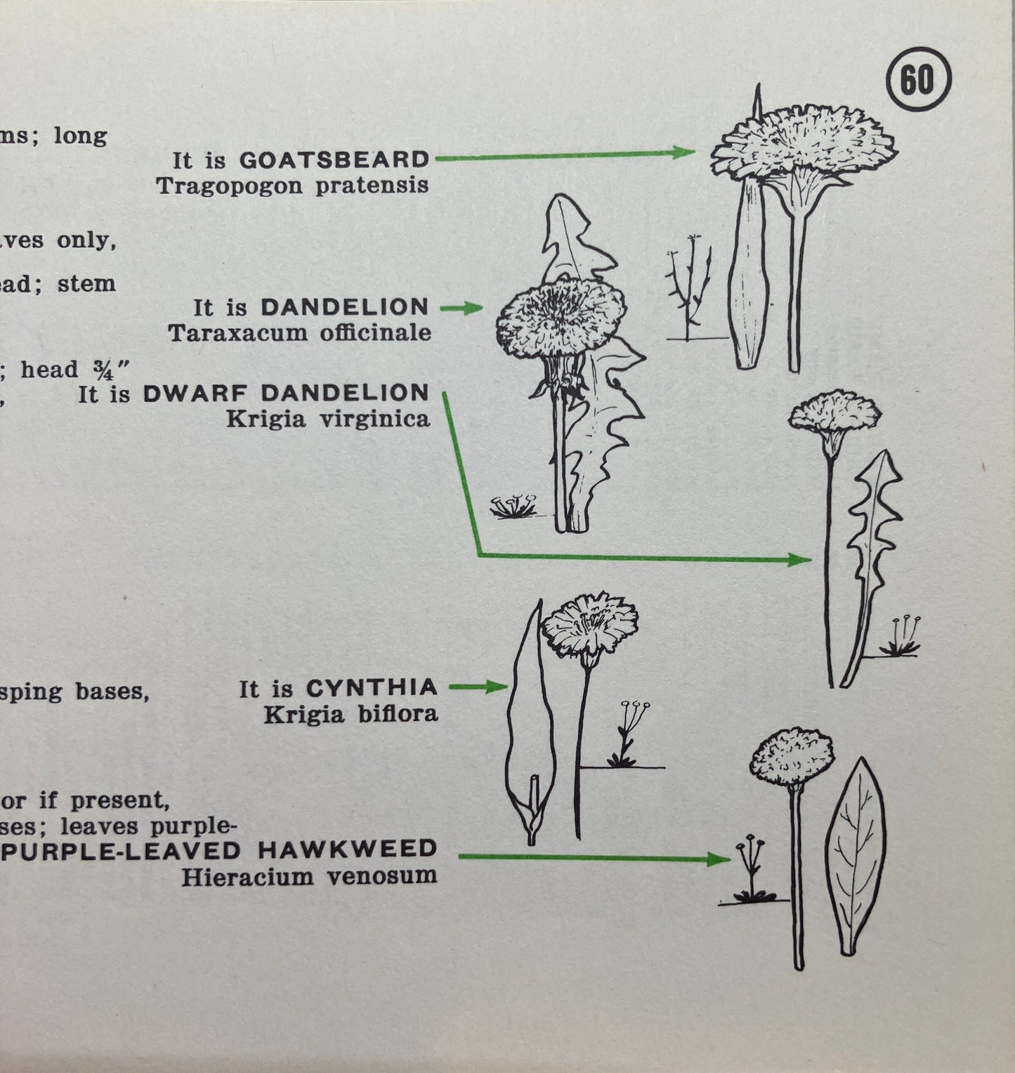 Mid Century plant guide