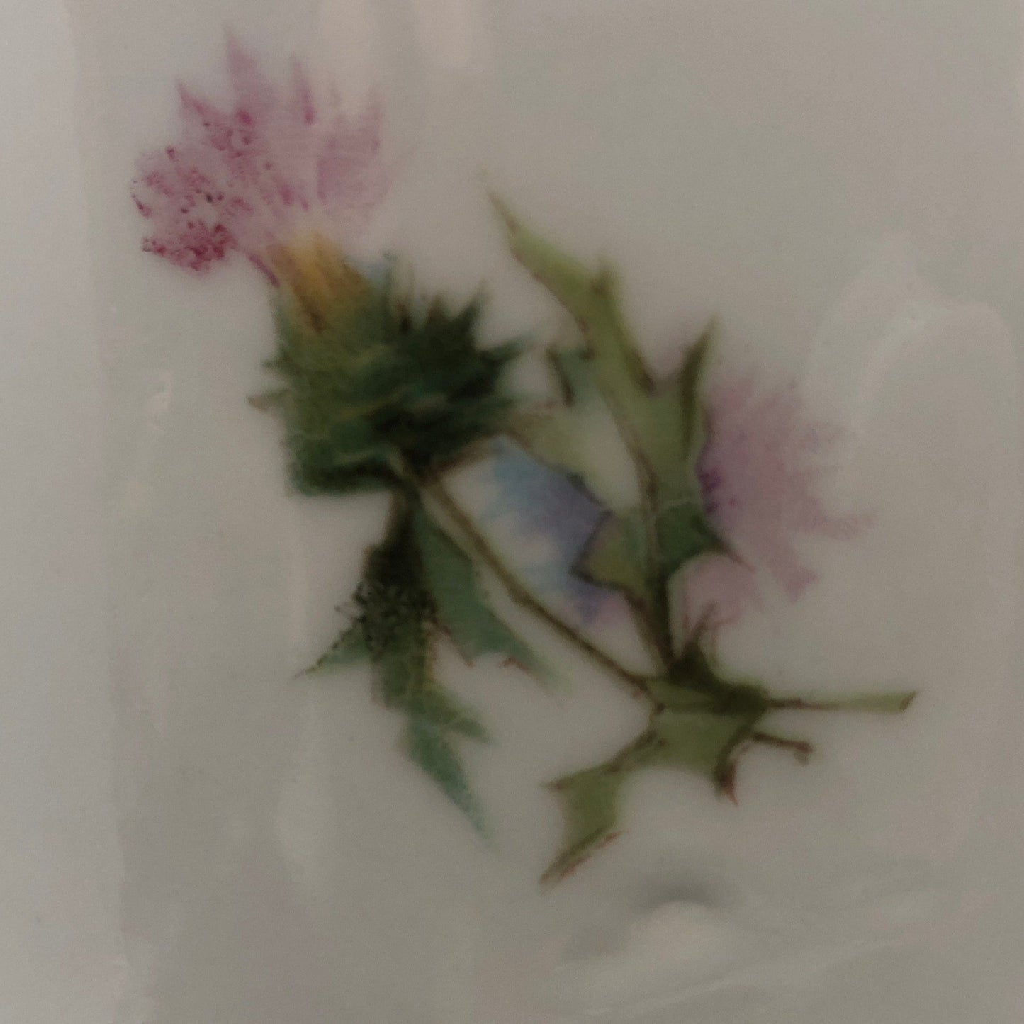 Cottage Core Pitcher Thistle Picture Close up
