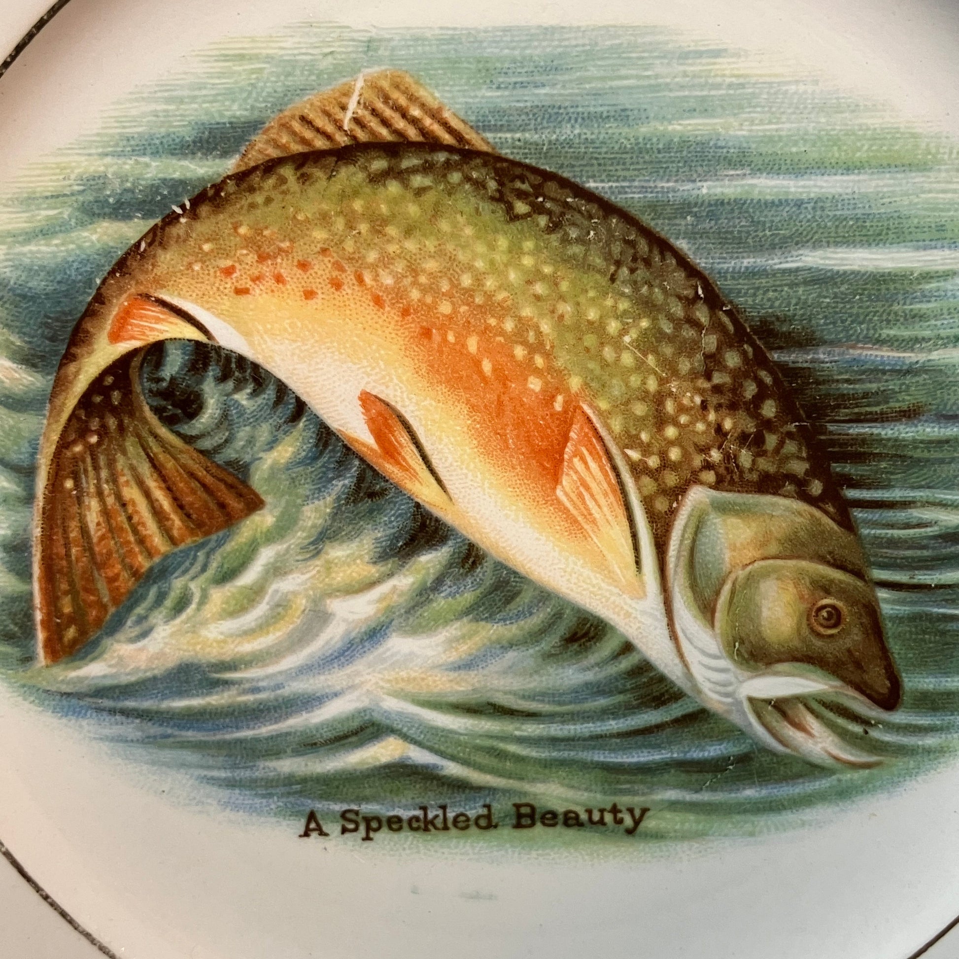 A close-up of a decorative plate featuring a painted trout jumping through blue-green water, with the text 'A Speckled Beauty' and part of 'SOUVENIR OF' visible below.