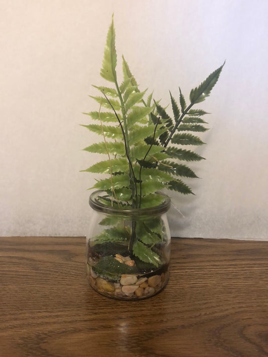 Jar Fern